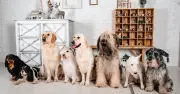 Canine expert reveals four easiest dog breeds to own - one is 'super lazy'