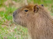 Capybara Mango dies at Welsh Mountain Zoo weeks after arrival