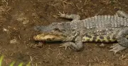 Carers of Man Who Threw Boy into Crocodile Enclosure Were on Phones