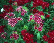 Carnations Deserve a Garden Comeback: Easy-to-Grow Sweet Williams