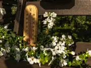 Carol Klein: 2 Easy Steps to Protect Plants in a Heatwave