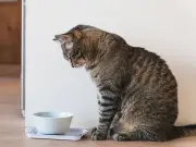 Cat Owners Urged to Buy 65p Tesco Tuna Hack to Keep Cats Hydrated in Heatwave