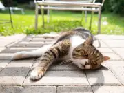 Cat Owners Urged to Use 65p Supermarket Item to Keep Pets Hydrated in Heatwave