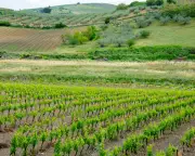 Catarratto: Sicily’s Unsung White Wine Grape Takes Center Stage