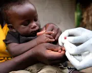 Catnip Lotion Matches Deet in Mosquito Repellent Study in Uganda