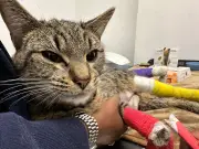 Cat's £9,000 Surgery After Heatwave Fall; Owners Warn Others