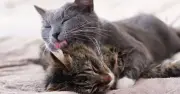 Cats Lick Each Other for a 'Subtle' Reason – and It's Not Always Affection