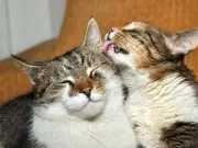 Cats Lick Each Other to Covertly Resolve Conflicts, Study Finds