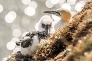 Charities Hail NatureScot Decision to Reject Guga Hunt Licence