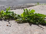 Cheap Kitchen Item Banishes Driveway Weeds Permanently This Summer