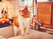 Check Your Cat's Hydration with Simple Jug Method and Bowl Tips