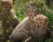 Cheetah Cubs and Bayeux Tapestry: 5 Distractions from England's World Cup Exit