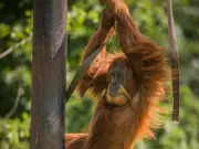 Chester Zoo Afterglow 2025: Extended Evening Hours for Summer Event