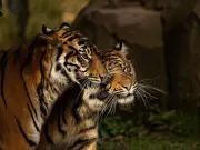 Chester Zoo launches Earn Your Stripes tiger fundraiser
