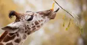 Chester Zoo Named UK's Best on TripAdvisor with 30,000 Animals
