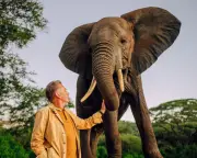 Chris Packham's Evolution Series: African Elephant Mystery Unveiled