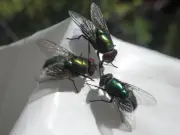 Cinnamon and Cayenne: Natural Bin Fly Deterrent