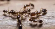 Cinnamon: The Kitchen Spice That Keeps Ants Away Naturally