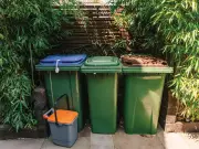 Clear Maggots from Your Bin Instantly with Easy Free Method