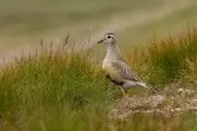 Climate Change Threatens UK Dotterel with Extinction as Numbers Plunge 89%
