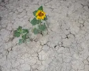 Climate Crisis Intensifies European Drought, Study Finds