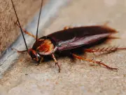 Cockroach Infestations Boom Across UK After Summer Heatwaves