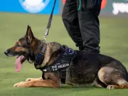 Commercial Dog Breeding Kennel Plans Submitted to Wirral Council