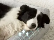 Cooling Dog Bed Worth Every Penny at 36% Off on Amazon