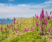 Country Diary 1926: The Colour of Monet in Cornwall's Wildflowers