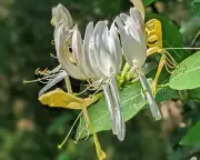 Country diary: A fragrant walk among the sweet stranglehold of honeysuckle