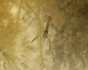 Country diary: Baby lobster released into Cornish rockpool