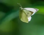 Country Diary: Butterflies at Wimbledon Qualifying Venue in Roehampton