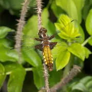 Country diary: Dragonflies emerge from year-old pond in Hertfordshire