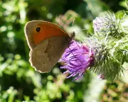 Country diary: Following the flight path of a meadow brown butterfly