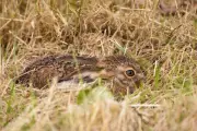 Country Diary: Spotting Young Hares on Eyam Moor, Derbyshire