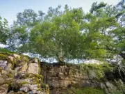 County Durham cliff-clinging birch among UK's 10 toughest trees
