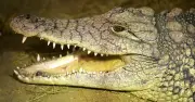 CQC Issues Update After Boy, 3, Thrown into Crocodile Enclosure at UK Zoo