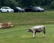 Cricket Match Abandoned After Runaway Bull Charges Players
