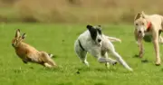 Criminal gangs invade UK farms for illegal hare coursing with £50,000 prizes