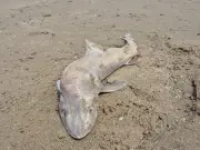 Critically Endangered Shark Washes Up on Welsh Beach