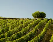 Crémant: The Affordable French Sparkling Wine Rivaling Champagne