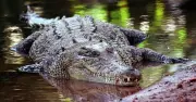 Crocodile Traps Teens Using Friend's Body for 22 Hours