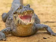 Crocodiles vs Alligators: 5 Key Differences Explained