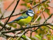 Crucial July Task for Gardeners to Protect Blue Tits and Wildlife