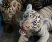 Cuba Zoo Celebrates Birth of Rare White Bengal Tiger Cub Amid Crisis