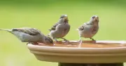 Daily Task in July Crucial for Bird Safety, Experts Urge