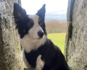 Daisy the border collie swapped farm life for yoga and modelling