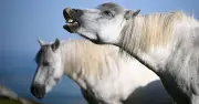 Dartmoor Ponies Saved After Natural England U-Turn on Grazing Rules