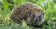 David Attenborough: Add 1 Item to Fence to Attract Hedgehogs Regularly