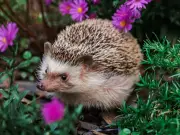 David Attenborough: Place 1 Item in Garden to Attract Hedgehogs